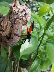 Calliclopius nigripes