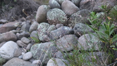 Melica scabra