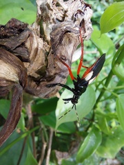Calliclopius nigripes