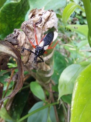 Calliclopius nigripes