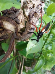 Calliclopius nigripes