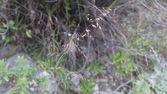 Melica scabra