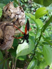 Calliclopius nigripes