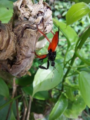 Calliclopius nigripes