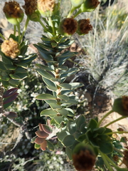 Euryops lateriflorus