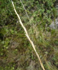 Pseudoroegneria stipifolia