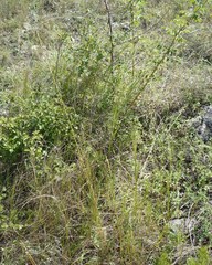 Pseudoroegneria stipifolia