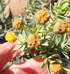 Euryops lateriflorus