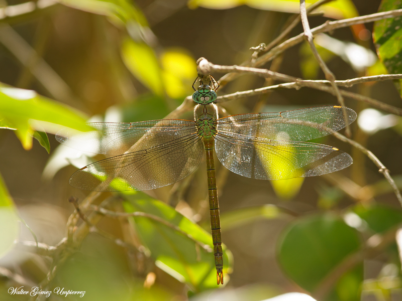 Staurophlebia bosqi