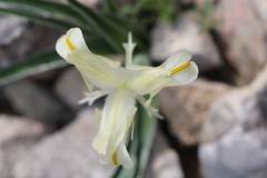 Iris austrotschatkalica