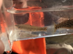 Etheostoma spilotum