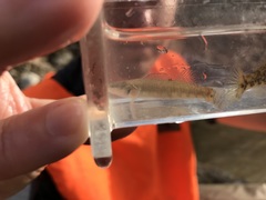 Etheostoma spilotum