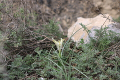 Iris austrotschatkalica