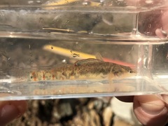 Etheostoma spilotum