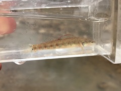 Etheostoma spilotum