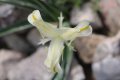 Iris austrotschatkalica