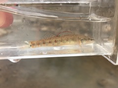 Etheostoma spilotum