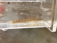 Etheostoma spilotum