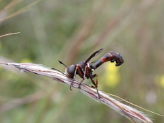 Physocephala biguttata