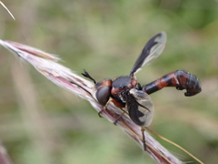Physocephala biguttata