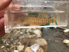 Etheostoma spilotum