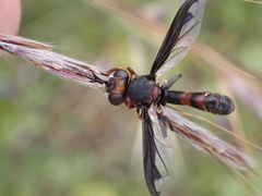 Physocephala biguttata