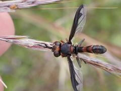 Physocephala biguttata