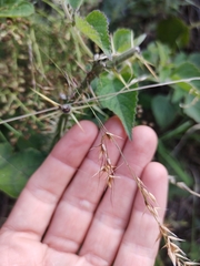 Piptochaetium lasianthum