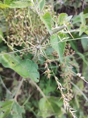 Piptochaetium lasianthum