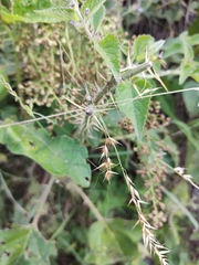 Piptochaetium lasianthum