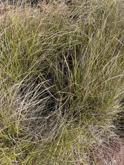 Coleochloa setifera setifera
