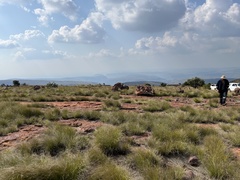 Coleochloa setifera setifera