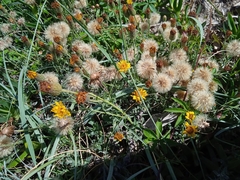 Noticastrum acuminatum