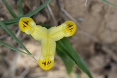 Scorpiris
