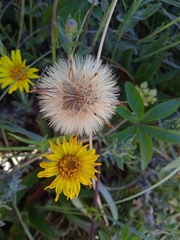 Noticastrum acuminatum