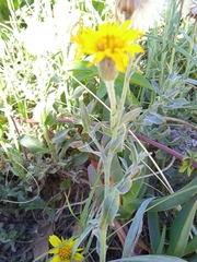 Noticastrum acuminatum
