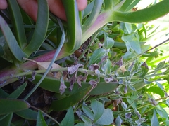 Noticastrum acuminatum