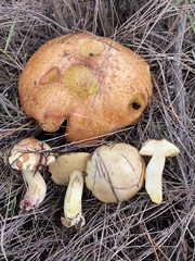 Suillus mediterraneensis