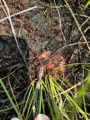 Drosera burkeana