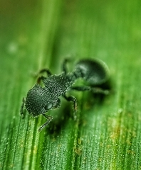 Cataulacus granulatus