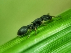 Cataulacus granulatus