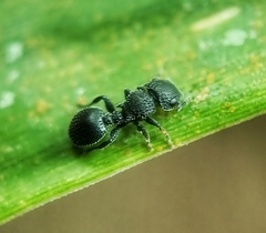 Cataulacus granulatus