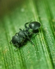 Cataulacus granulatus