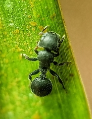 Cataulacus granulatus