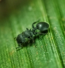 Cataulacus granulatus