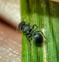 Cataulacus granulatus