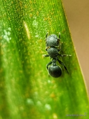 Cataulacus granulatus