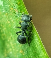 Cataulacus granulatus