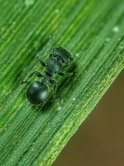 Cataulacus granulatus