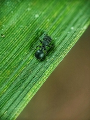 Cataulacus granulatus